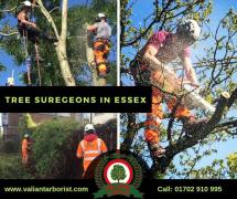 TREE SURGEON ESSEX | Essex's Leading Tree Surgeons