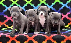 Staffordshire Bull Terrier Pups
