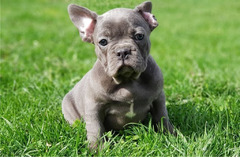 Blue French Bulldog Puppies.