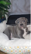 Staffordshire bull terriers Pups