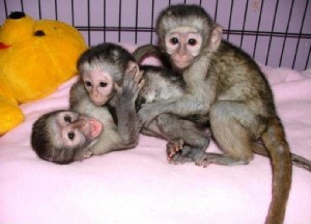 Сколько живут обезьяны в домашних