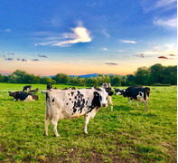 Dairy farms jobs available