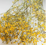These Pastel Dried Flowers Are Selling Out Fast - Shop Baby's Breath Before It's Gone